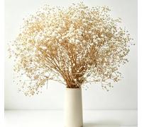 100g/Pack Gypsophile Séché Fleurs , 43cm Naturel Gypsophila Fleurs Sechees Plus de 2000 Floraux Boutons enpour Rose Gypsophile pour Mariage, Décoration Maison, DIY et Fête