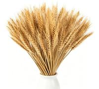 100pcs Blé Seche Naturel épi de Blé Fleur Sechees Decoration Epi de Blé Fleurs Sechees Naturelles Fleurs Séchées Bouquet pour Cheminée Cuisine Table Couronne de NoëL, 43cm