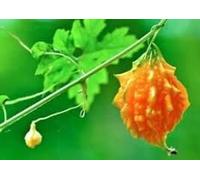 100Pcs: Cerasee Gold Bitter Melon Seeds Momordica Charantia Seed Home Creeper B44G
