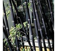 100Pcs Graine de Bambou Plante Exterieur, Graines De Bambou Tolérantes à L'ombre Décor à La Maison Rare Phyllostachys Pubescens Semis De Jardin Pour Arrière-cours Graines de bambou (Noir)