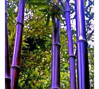 100Pcs Graine de Bambou Plante Exterieur, Graines De Bambou Tolérantes à L'ombre Décor à La Maison Rare Phyllostachys Pubescens Semis De Jardin Pour Arrière-cours Graines de bambou (Violette)