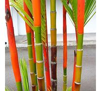 100Pcs Graine de Bambou Plante Exterieur, Graines De Bambou Tolérantes à L'ombre Décor à La Maison Rare Phyllostachys Pubescens Semis De Jardin Pour Arrière-cours Graines de bambou (Multicolore)