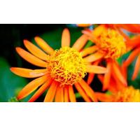 100pcs graines de fleurs fraîches Senecio confusus