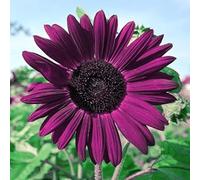 100pcs Graines De Tournesol, Violet Graines De Tournesol Pour Oiseaux, Graines De Fleurs Populaires, Plantes De Jardin Idéales, Tournesols Adaptés Au Jardin Et Au Balcon