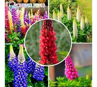 100pcs mixtes Graines Russell lupin graines Lupinus Polyphyllus Fleur Bonsai Plantes de jardin Prix de gros