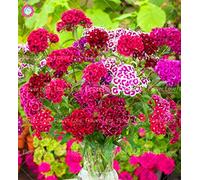 100PCS multicolore Carnation Graines Graines œillet de poète belles graines de fleurs Perennia Bonsai plante pour jardin 10