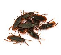 10pcs blague cafards Nouveauté Prank Life Like Plastic Toy Trick Bug Funny Halloween April Fools Fake Cockroach réaliste en plastique Roach Insectes Joke Toys Prank Scary Trick Bugs