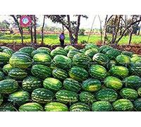 11.11 Grande 30 pcs/lot géant pastèque Graines de jus de Fruits de semences forestières Green Garden & Home aweet vivaces Herbes biologiques Plante
