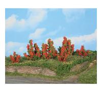 11801 Lot de 6 rosiers 3-6 cm