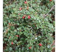 12 Cotoneaster Suecicus 'Skogholm'- Cotonéaster 'Skogholm' de 20-25 cm en conteneur 9cm x 9cm