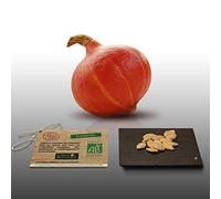 12 graines Bio à semer - Le Grenier d'Abondance - COURGE POTIMARRON - Certifié AB - Cucurbita maxima