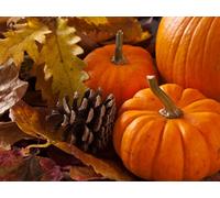 12 Graines De Potirons