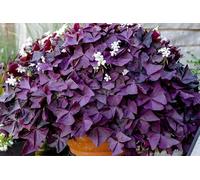 12 Oxalis Pourpre, Balcon et Terrasse, Aspect Élégant et Présence Colorée pour Embellir Votre Quotidien