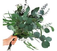 12 Pcs Eucalyptus Séché 3 Espèces Mélangées Véritables Branches D'eucalyptus Avec Eucalyptus Gunnii Fleurs Naturelles Séchées Feuilles D'eucalyptus Pour La Décoration De Chambre (Ca. 12-15"")