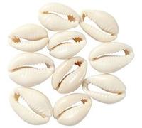 12 perles coquillage 20 mm - Naturel Blanc G