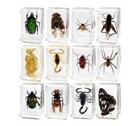 12 Pièces D'insectes en Résine, Spécimens Réels de Divers Papillons et Coléoptères, Presse-papiers de Collection D'insectes, Jouets D'insectes Papillons Arachnides, Fournitures