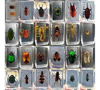 12 pièces d'insectes en résine,Véritables spécimens d'insectes Transparents en résine,Insectes pour Enfants pour l'école Maternelle, la Science Avec loupe et carte d'instructions sur les insectes