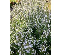12 x Calamintha nepeta ssp. nepeta - Thym des rochers en pot de 9x9 cm