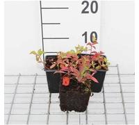 12 x Cornus canadensis - Cornouiller sanguin - Pot 9 cm x 9 cm