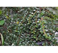 12 x Cotoneaster horizontalis - Cotoneaster en éventail - Pot 9 cm x 9 cm