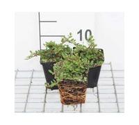 12 x Cotoneaster proc Queen of Carpets - Cotonéastre À Petites Feuilles Queen Of Carpets en pot 9 x 9 cm
