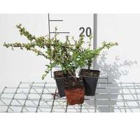 12 x Cotoneaster suec. 'Skogholm' - Néflier de Skogholm - Pot 9 cm x 9 cm