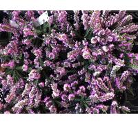 12 x Erica carnea rose/pink - Bruyère rose 10-12 cm conteneur 10,5 cm