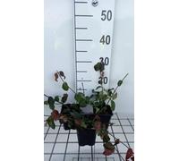 12 x Euonymus fort Coloratus - Euonymus De Fortune Coloratus en pot 9 x 9 cm