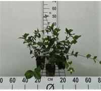12 x Euonymus fort Dart's Blanket - Fusain Tapissant, Fusain Nain en pot 9 x 9 cm