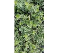 12 x Euonymus fort Em Gaiety - Fusain De Fortune, Bonnet Carré en pot 9 x 9 cm