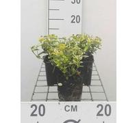 12 x Euonymus fort. 'Em. 'n Gold' - Arbuste à ailes de liège - Pot 9 cm x 9 cm