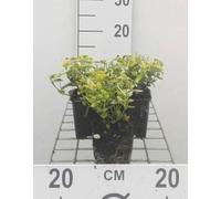 12 x Euonymus fort Em n Gold - Fusain De Fortune, Bonnet Carré en pot 9 x 9 cm