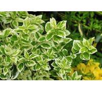 12 x Euonymus fort Radicans - Euonymus Rampante en pot 9 x 9 cm