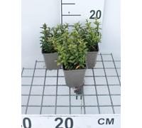 12 x Euonymus jap Microphyllus - Fusain Du Japon À Petites Feuilles en pot 9 x 9 cm