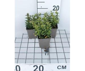 12 x Euonymus jap Microphyllus - Fusain Du Japon À Petites Feuilles en pot 9 x 9 cm