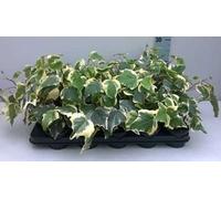 12 x Hedera alg. 'Gloire de Marengo' - Lierre d'Algérie 'Gloire De Marengo' - pot 9 cm x 9 cm