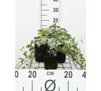 12 x Hedera helix 'Glacier' - Lierre à feuilles panachées - Pot 9 cm x 9 cm