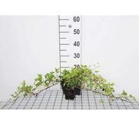12 x Hedera helix 'Green Ripple' - Lierre 'Green Ripple' - Pot 9 cm x 9 cm
