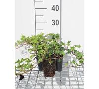 12 x Hedera helix 'Ivalace' - Lierre 'Ivalace' - Pot 9 cm x 9 cm