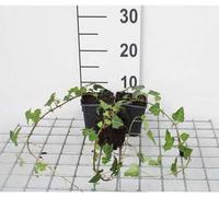 12 x Hedera helix - Lierre commun - Pot 9 cm x 9 cm