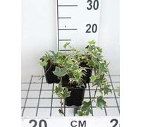 12 x Hedera helix 'Marg. Elegantissima' - Lierre 'Marginata Elegantissima' - Pot 9 cm x 9 cm