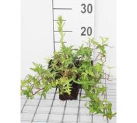12 x Hedera helix 'Sagittifolia' - Lierre 'Sagittifolia' - Pot 9 cm x 9 cm