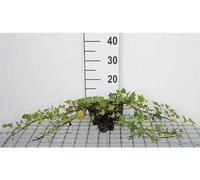 12 x Hedera helix 'Shamrock' - Lierre 'Shamrock' - Pot 9 cm x 9 cm