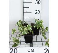 12 x Hedera helix 'Yellow Ripple' - Lierre ondulé jaune - pot 9 cm x 9 cm