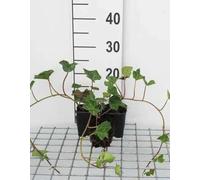 12 x Hedera hibernica - Lierre Arbustif en pot 9 x 9 cm