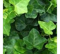 12 x Hedera Hibernica- Lierre d'Irlande en conteneur 9cm x 9cm