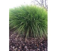 12 x Miscanthus sinensis 'Gracillimus' - Roseau de Chine en pot 9 x 9 cm