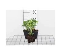 12 x Pachysandra term Green Carpet - Pachysandre Japonais Green Carpet en pot 9 x 9 cm