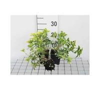 12 x Pachysandra term Green Sheen - Pachysandre Japonais Green Sheen en pot 9 x 9 cm