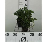 12 x Pachysandra terminalis - Prêle des champs au sol - Pot 9 cm x 9 cm
